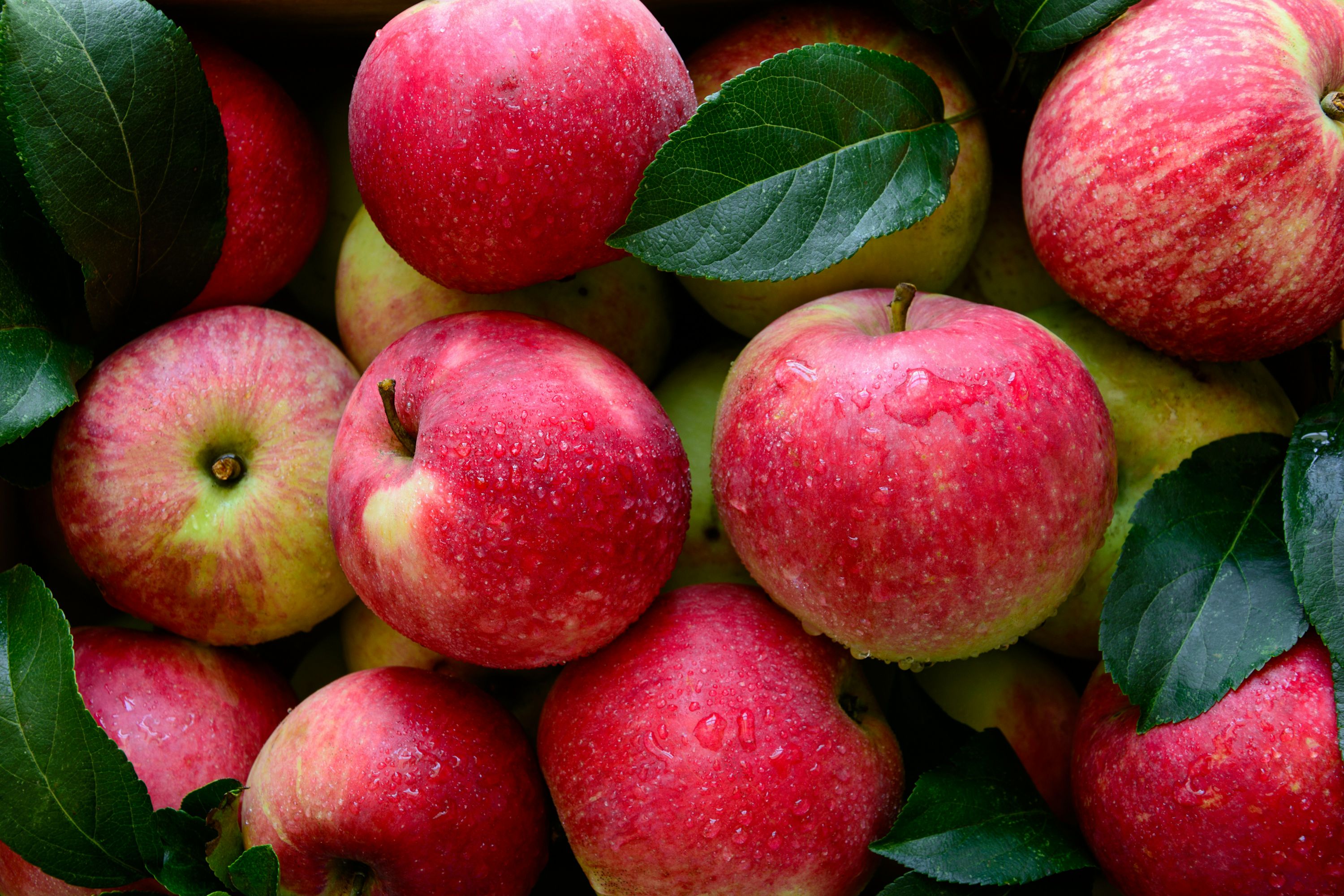How to Store Apples?