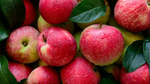 How to Store Apples?